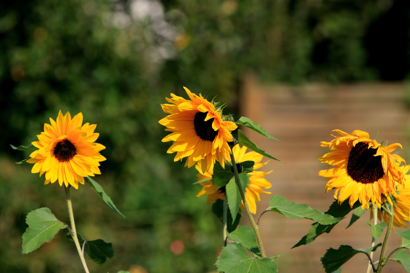 Farben der Natur