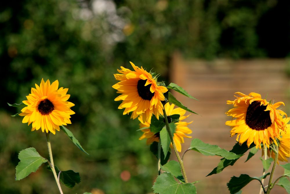 Farben der Natur