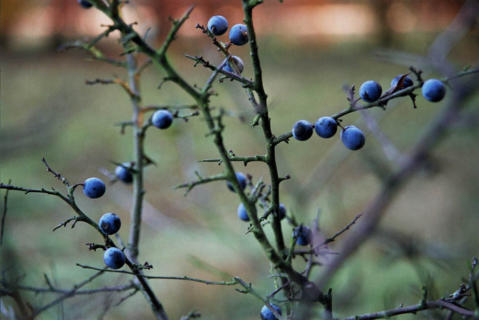 Farben der Natur