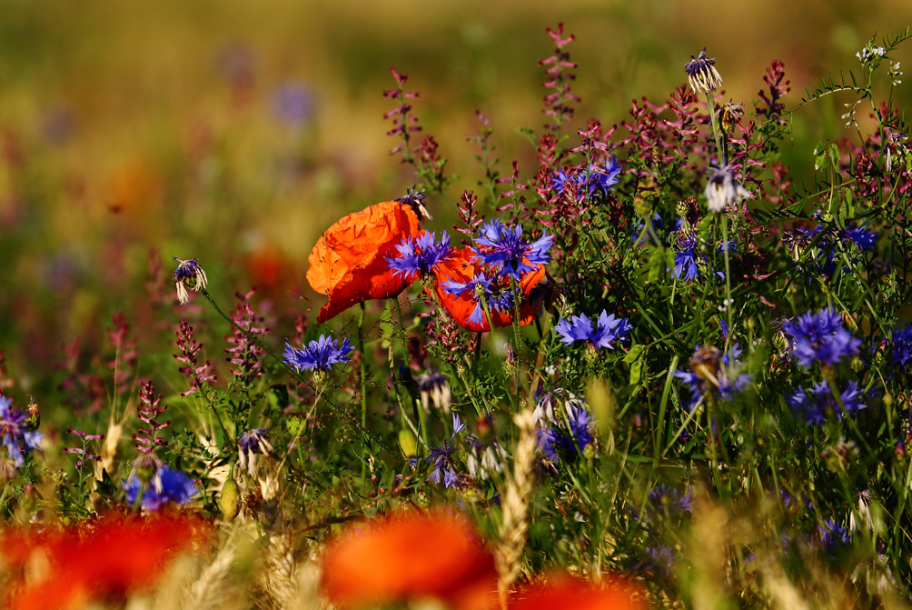 Farben der Natur