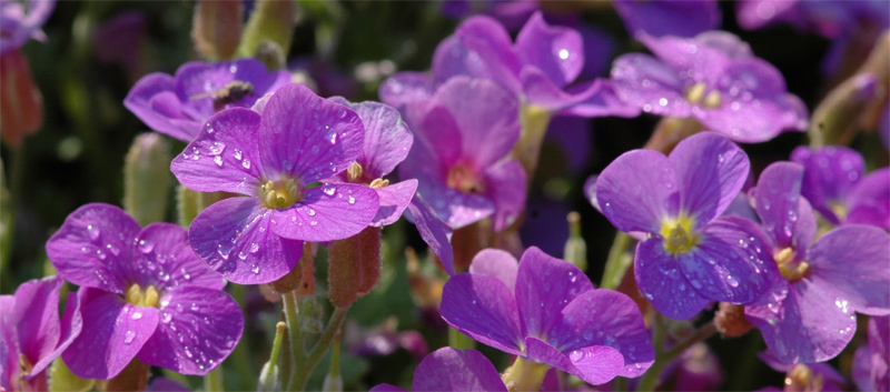 Farben der Natur