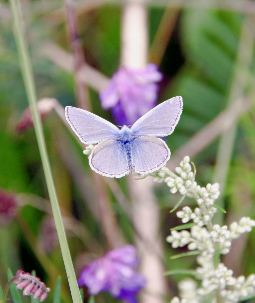 Farben der Natur