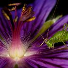 Farben der Natur