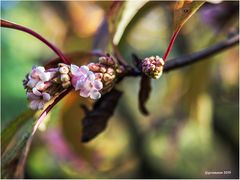 farben der natur....