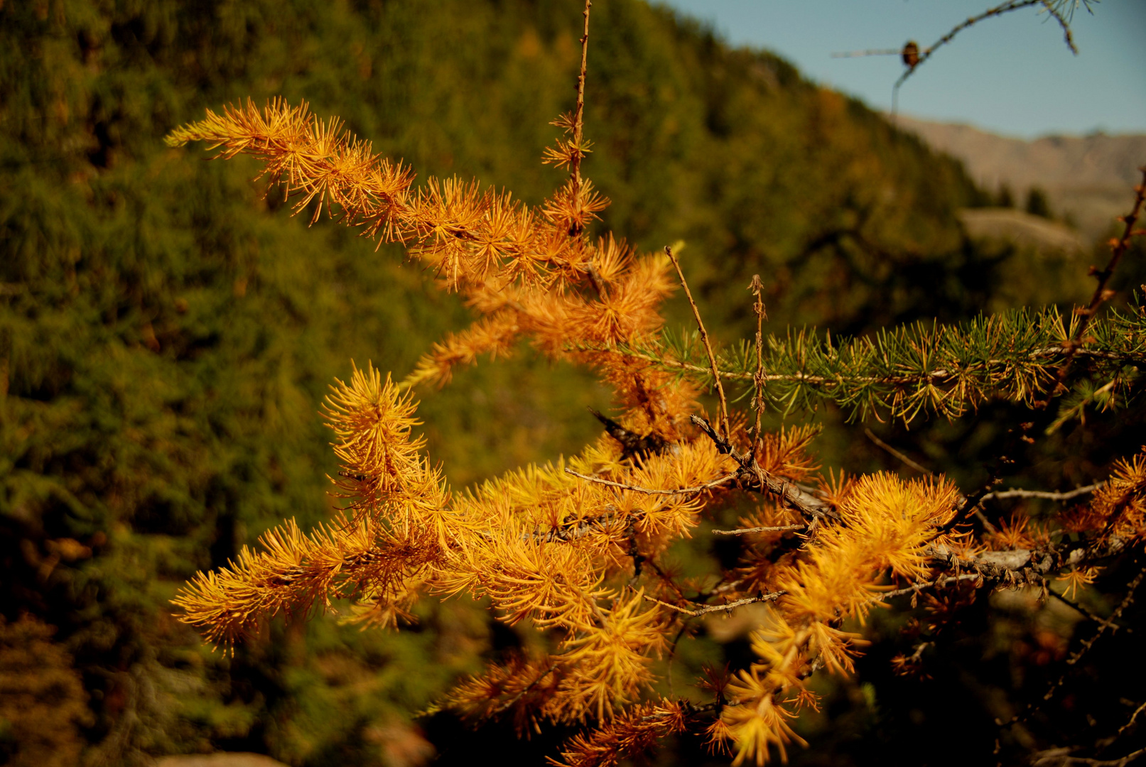 Farben der Natur