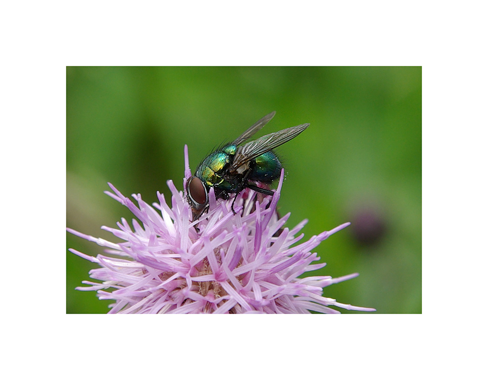 Farben der Natur