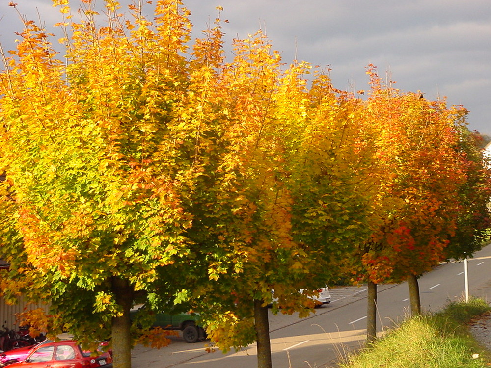 Farben der Natur