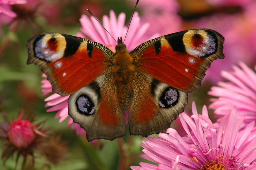 Farben der Natur