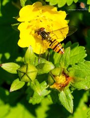 Farben der Natur