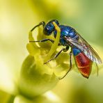 Farben der Natur