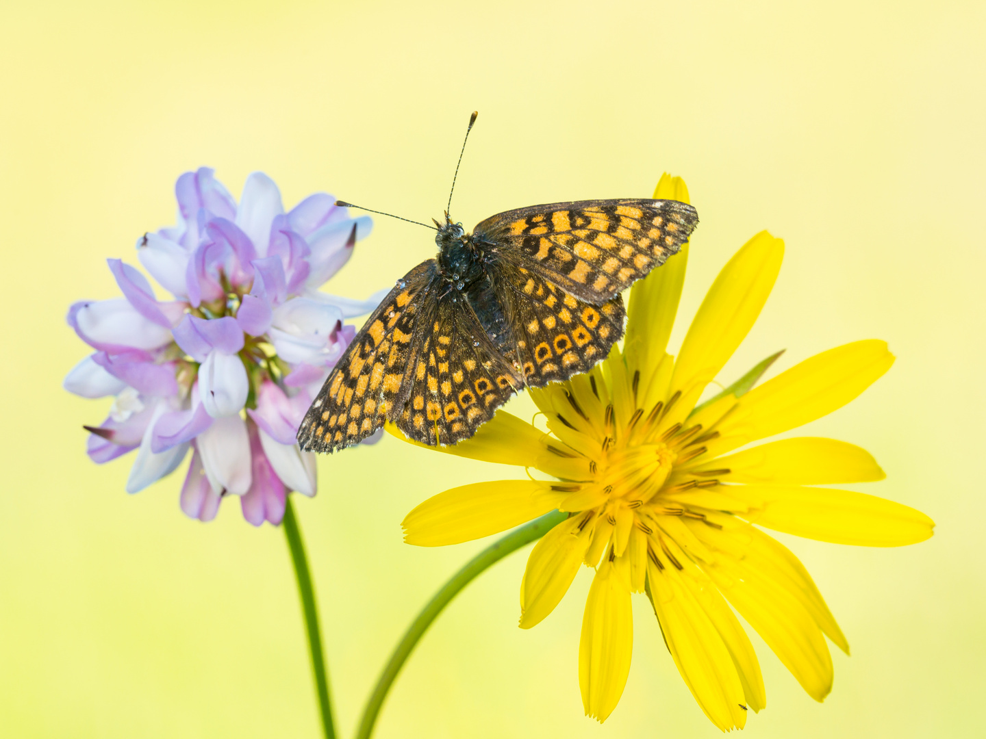 Farben der Natur