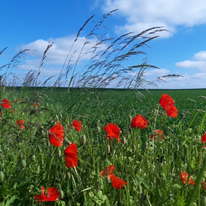 Farben der Natur