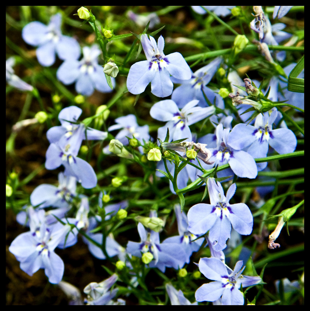 Farben der Natur (BLAU)