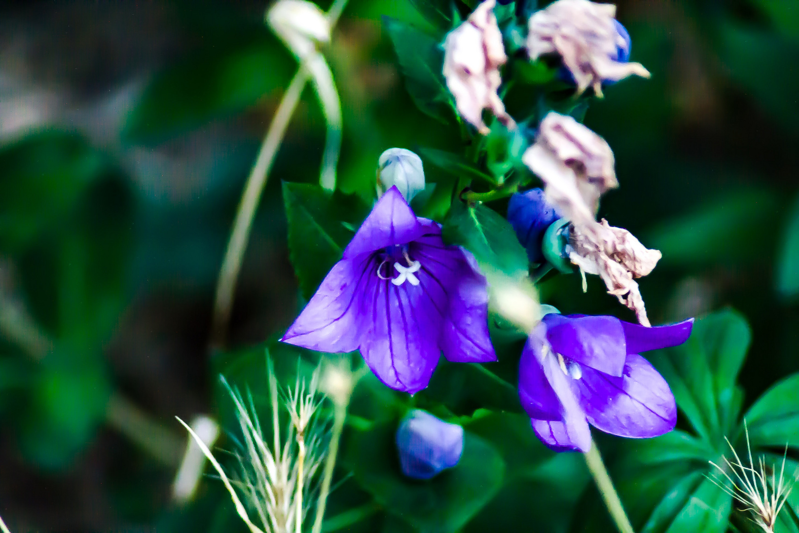 Farben der Natur