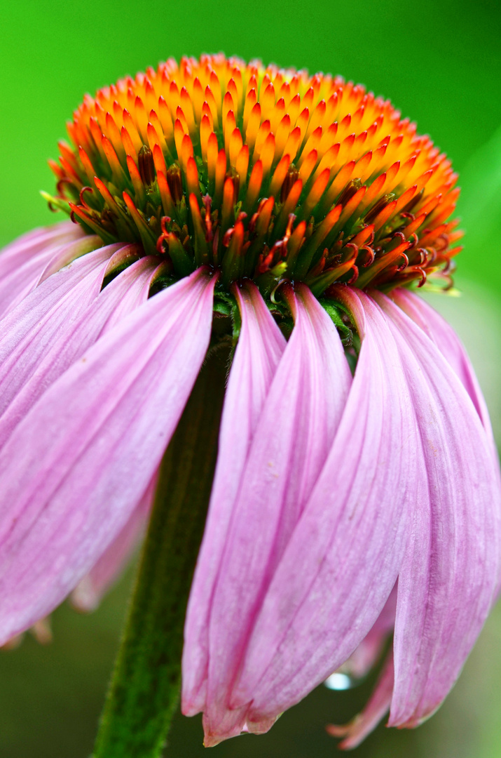 Farben der Natur