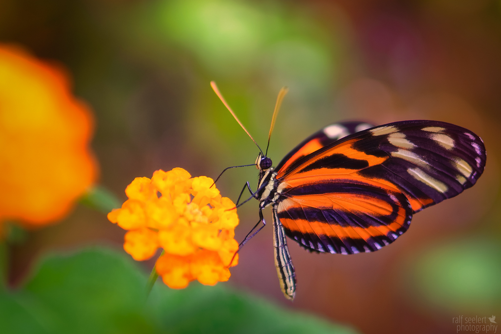 Farben der Natur