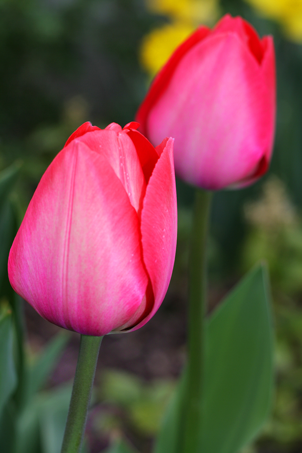 Farben der Natur