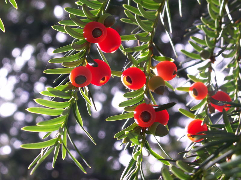 Farben der Natur