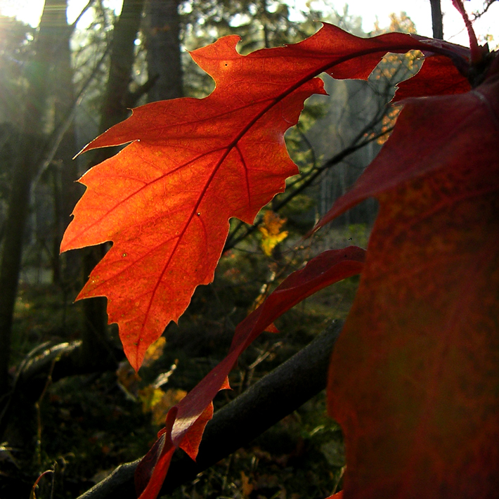Farben der Natur im Herbst