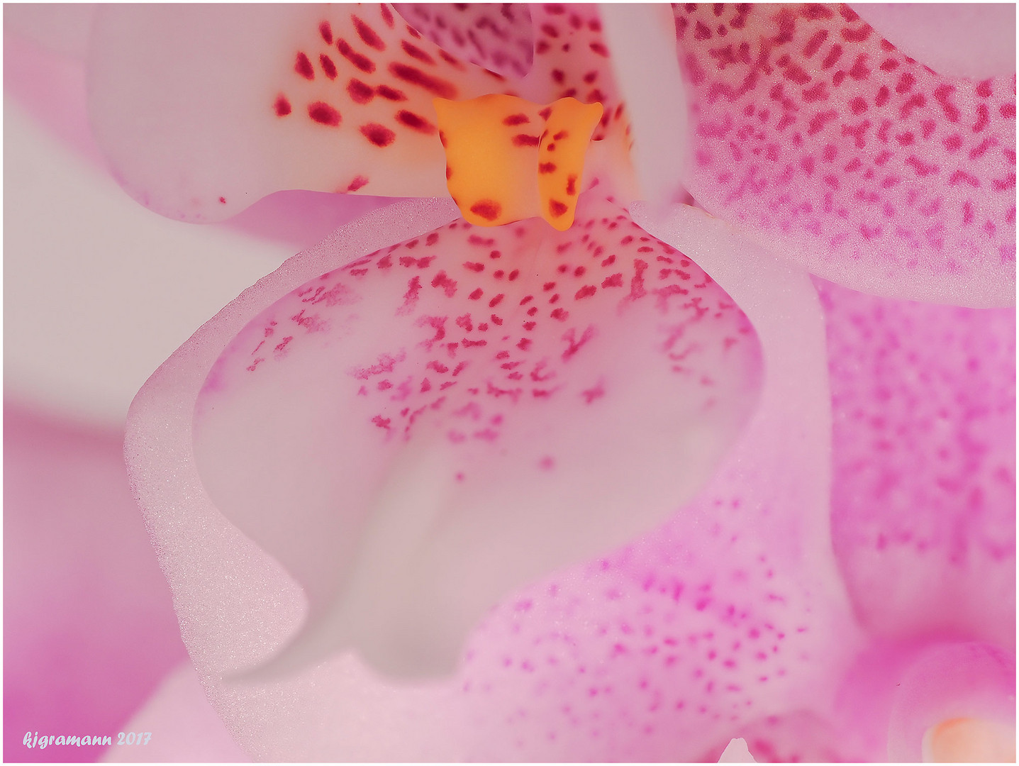 farben der natur - phalaenopsis....