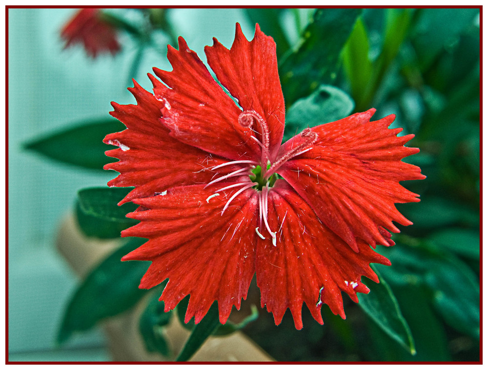 Farben der Natur (ROT)