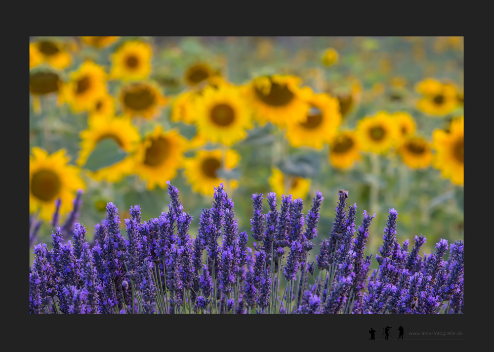 Farben der Provence....