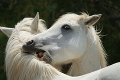 Farben der Provence - Weiss wie Pferd