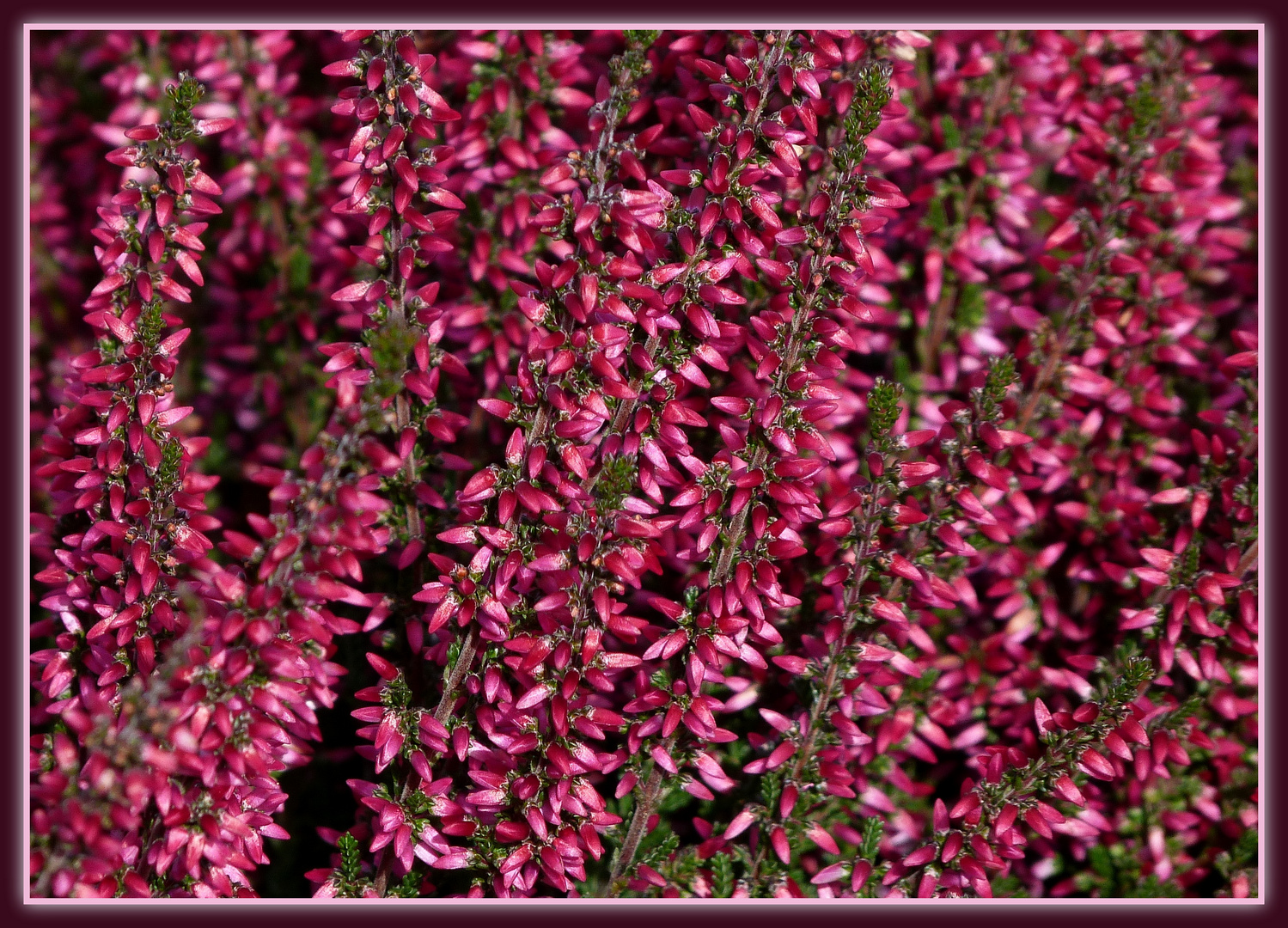 Farben der Sommerheide