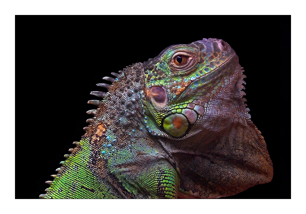 Farben der Welt. Iguana