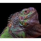 Farben der Welt. Iguana