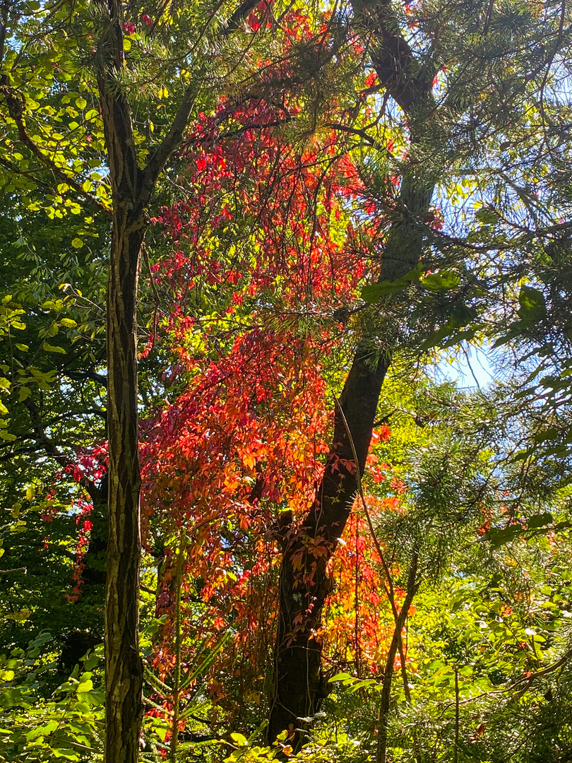 Farben des beginnenden Herbsts