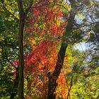 Farben des beginnenden Herbsts