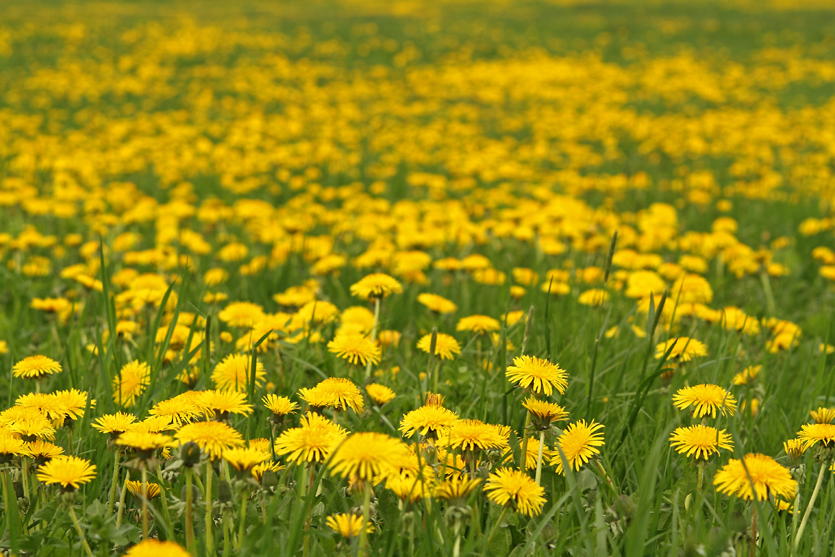 Farben des Frühlings