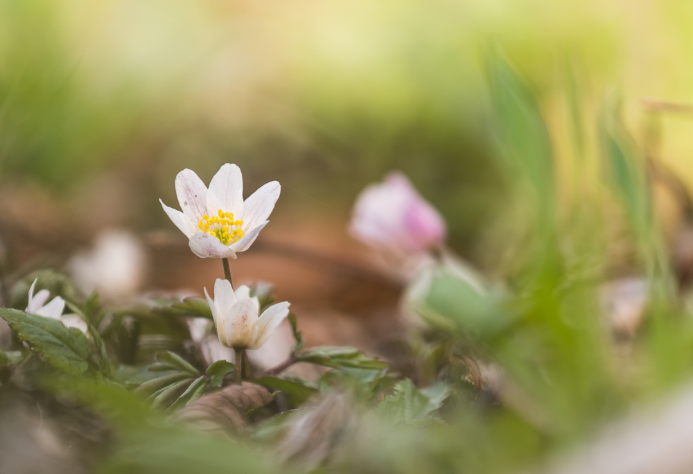 __farben des frühlings__