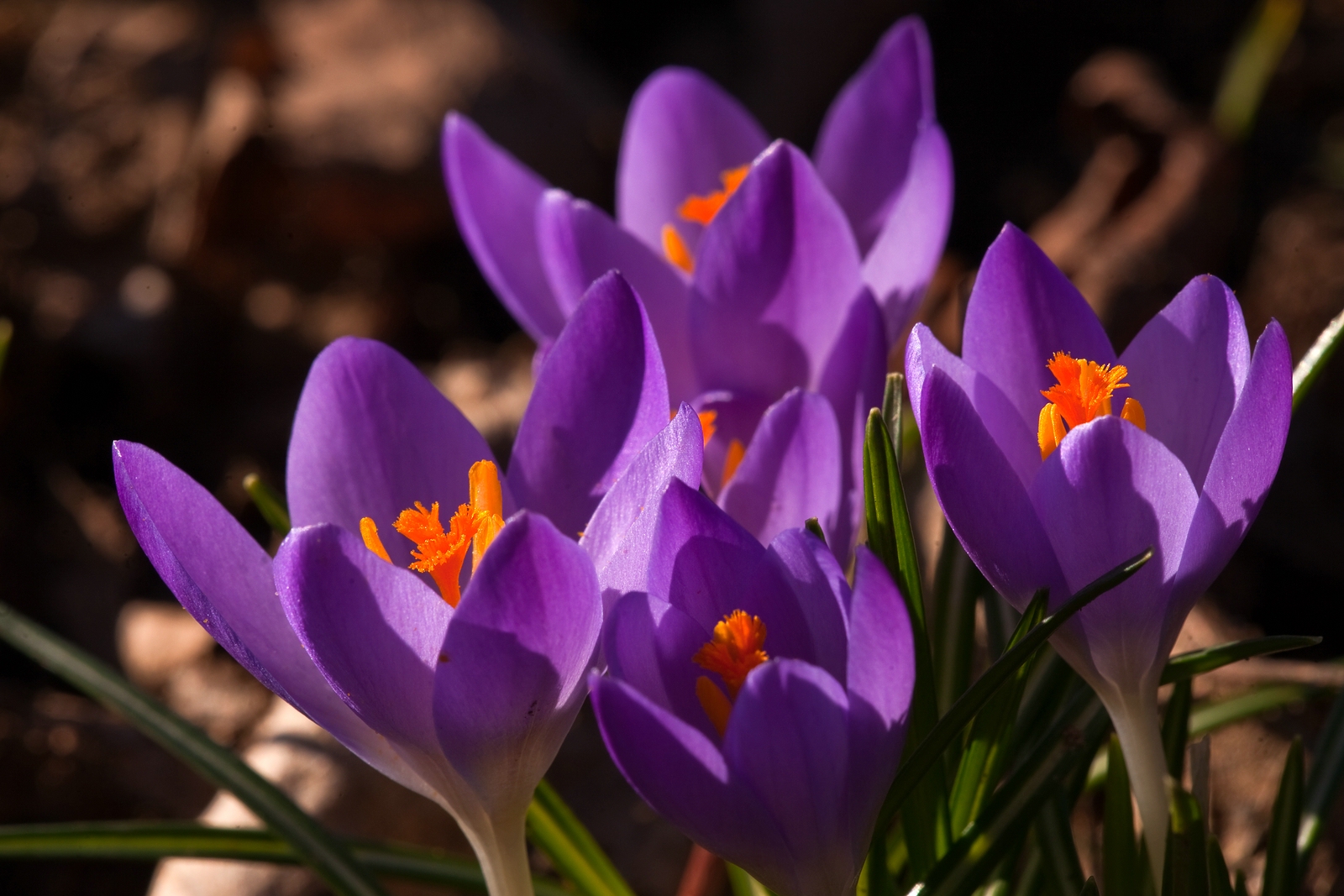 Farben des Frühlings