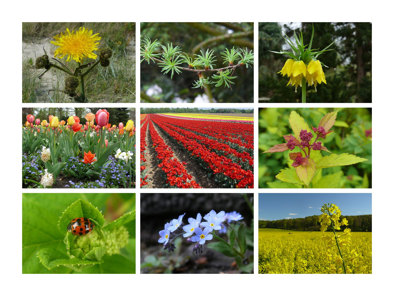 Farben des Frühlings