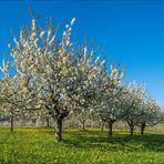 Farben des Frühlings