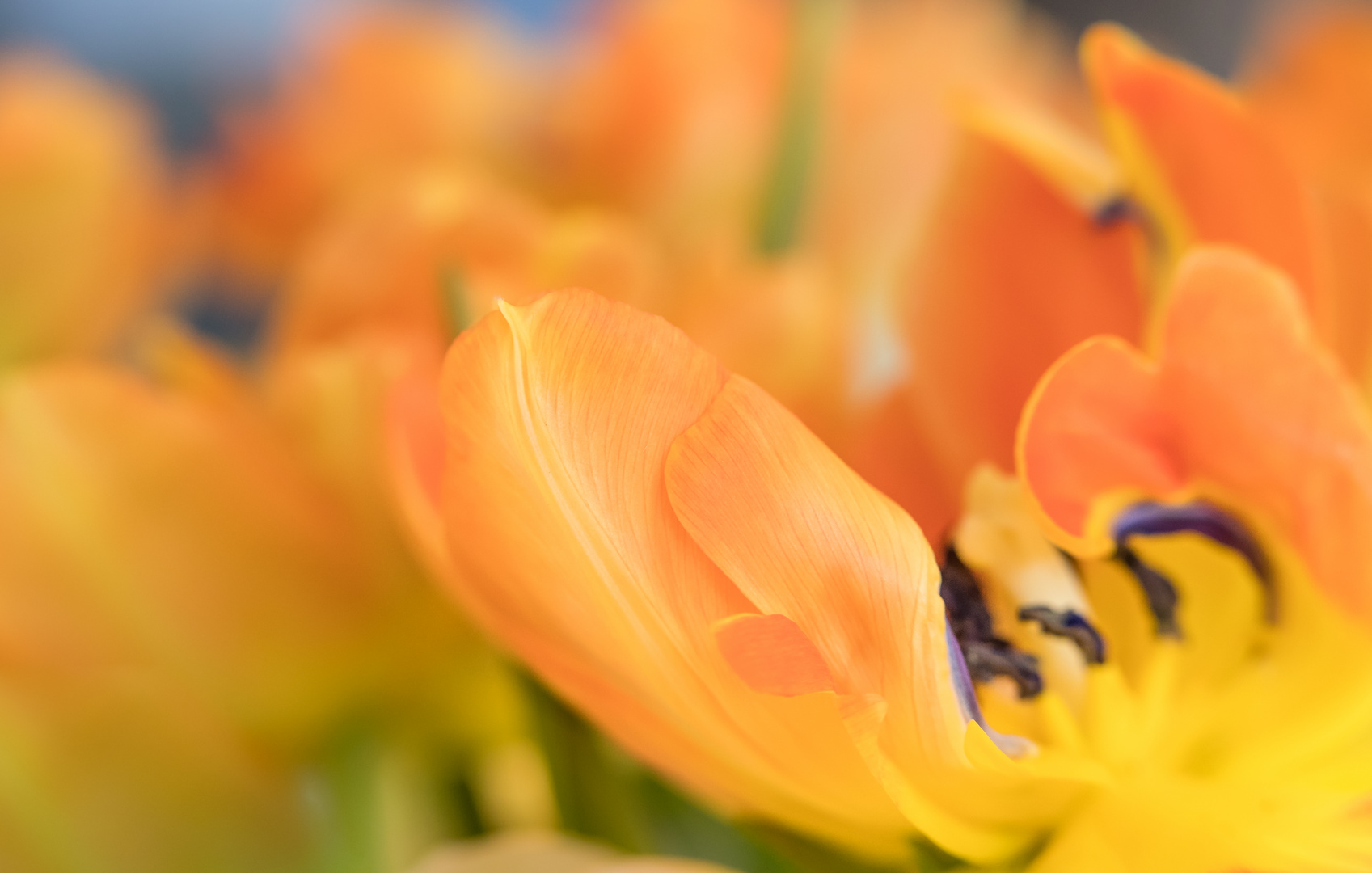 Farben des Frühlings