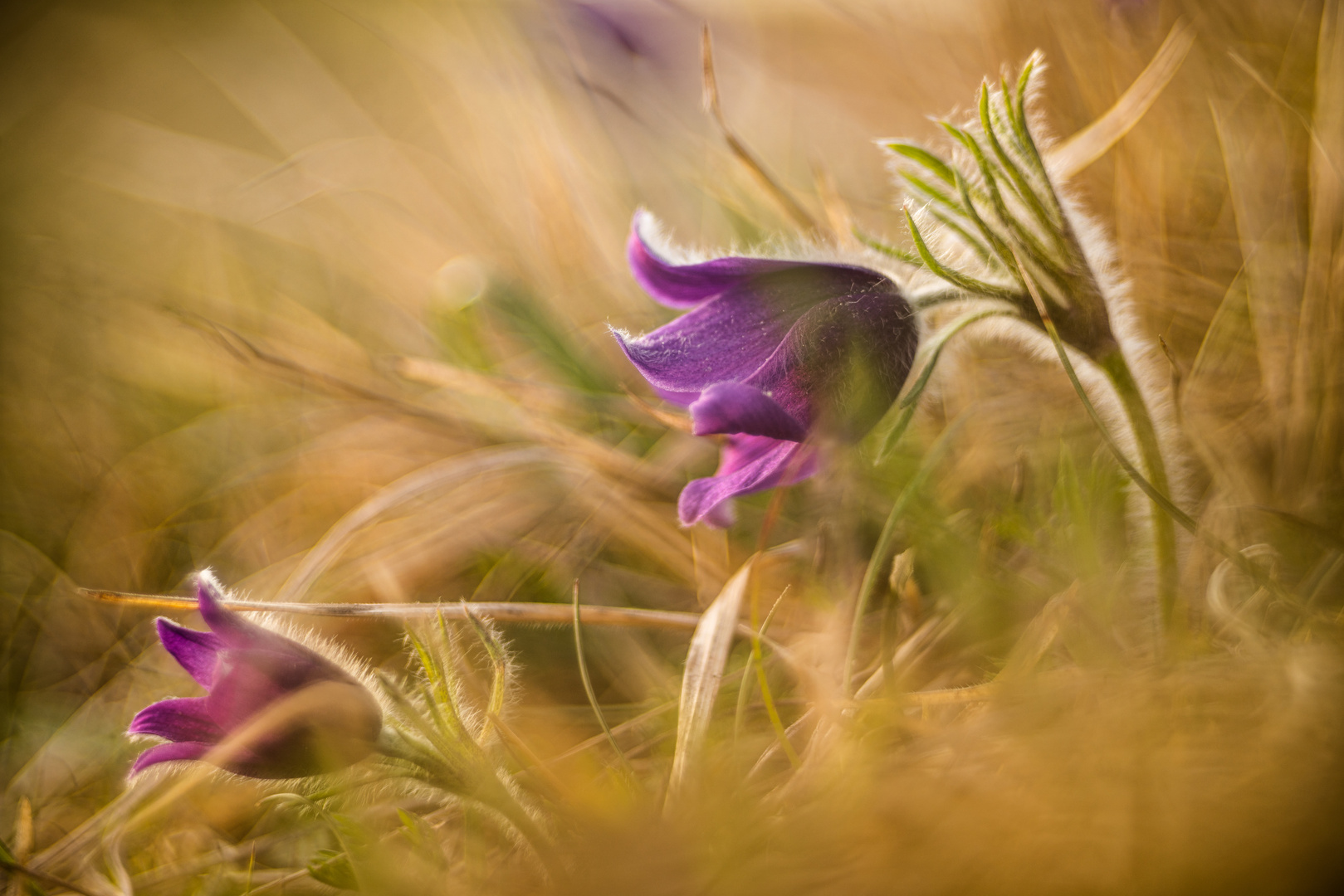 Farben des Frühlings