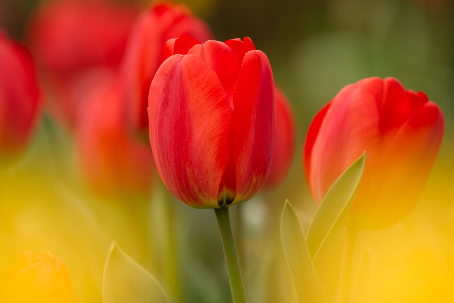 -Farben des Frühlings-