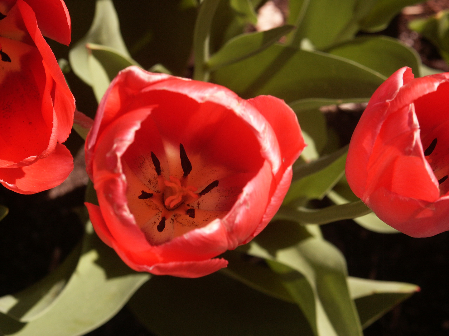 Farben des Frühlings