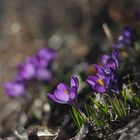 Farben des Frühlings