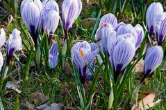 Farben des Frühlings