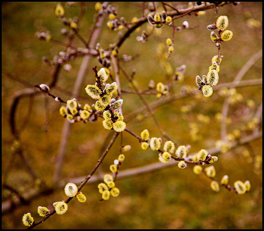 Farben des Frühlings