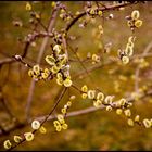 Farben des Frühlings