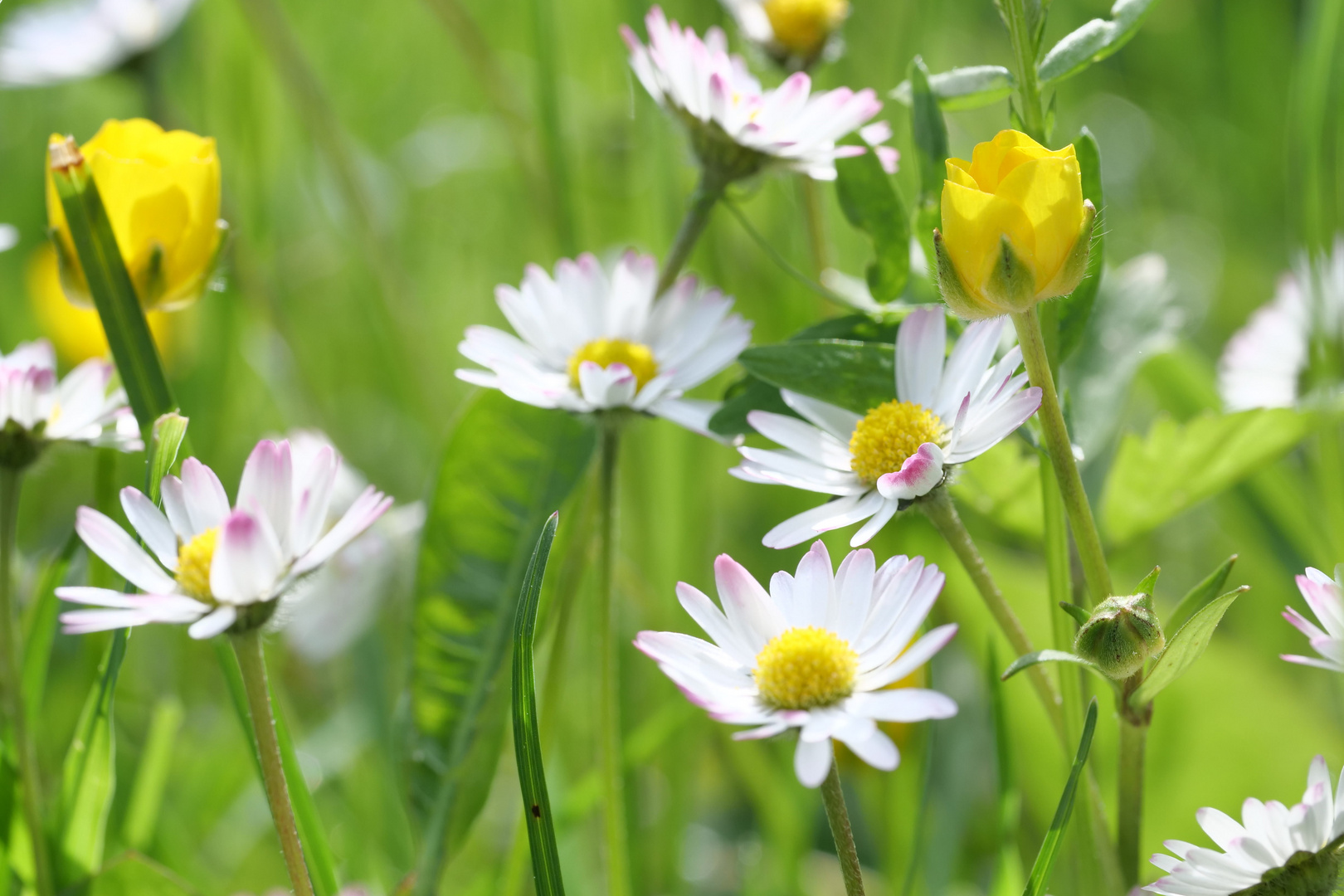 Farben des Frühlings