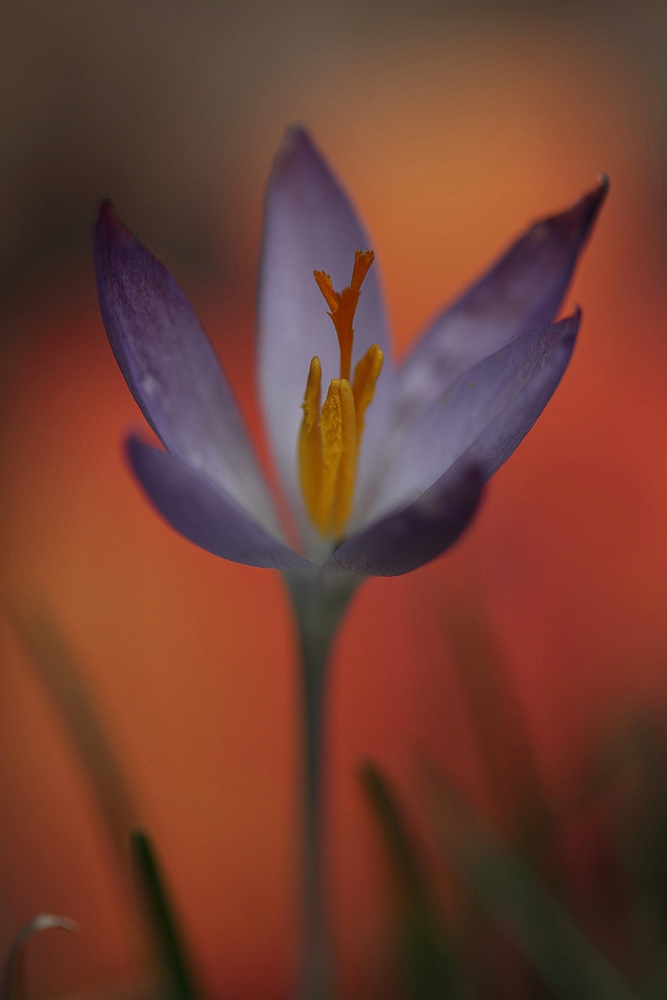 Farben des Frühlings