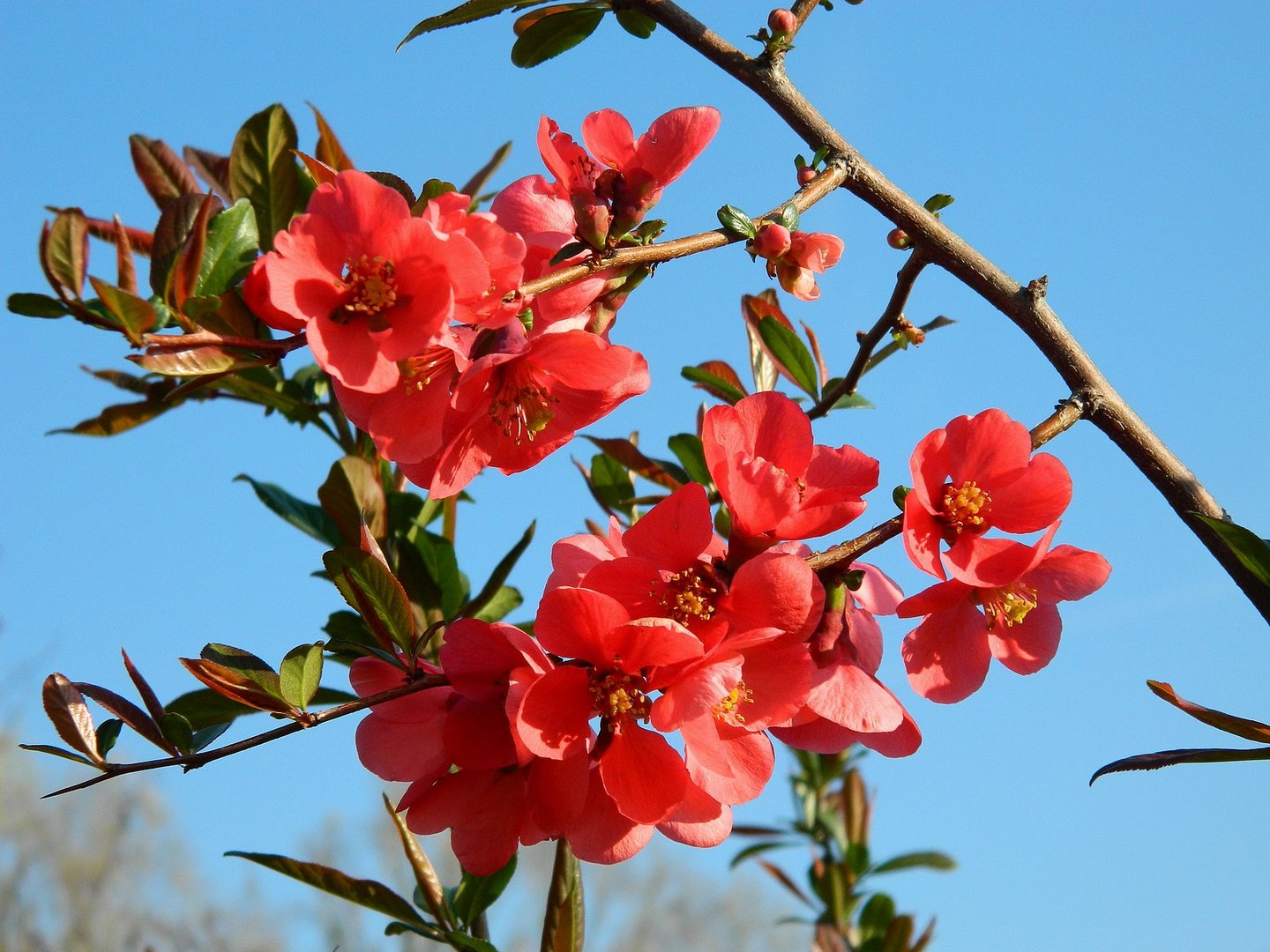 Farben des Frühlings