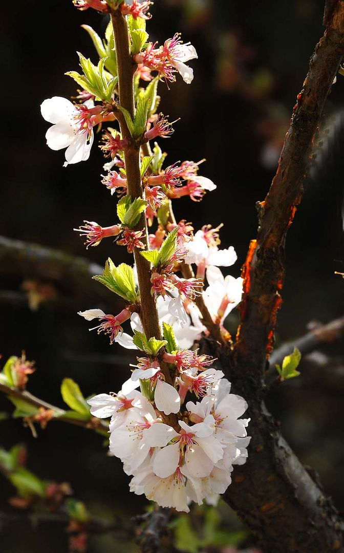 Farben des Frühlings