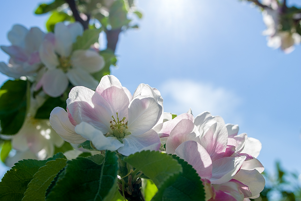 Farben des Frühlings